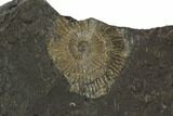 Dactylioceras Ammonite Cluster - Posidonia Shale, Germany #100268-2